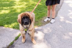 宠物营养与饲养咨询